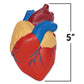 Cross-Section Heart Display Model