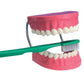 Dental Care Model