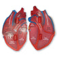 Cross-Section Heart Display Model