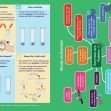 GCSE/KS4 Biology: Enzymes - Topic Pack