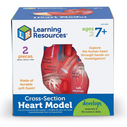 Cross-Section Heart Display Model